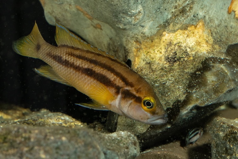 Neolamprologus bifasciatus 'Muzi'